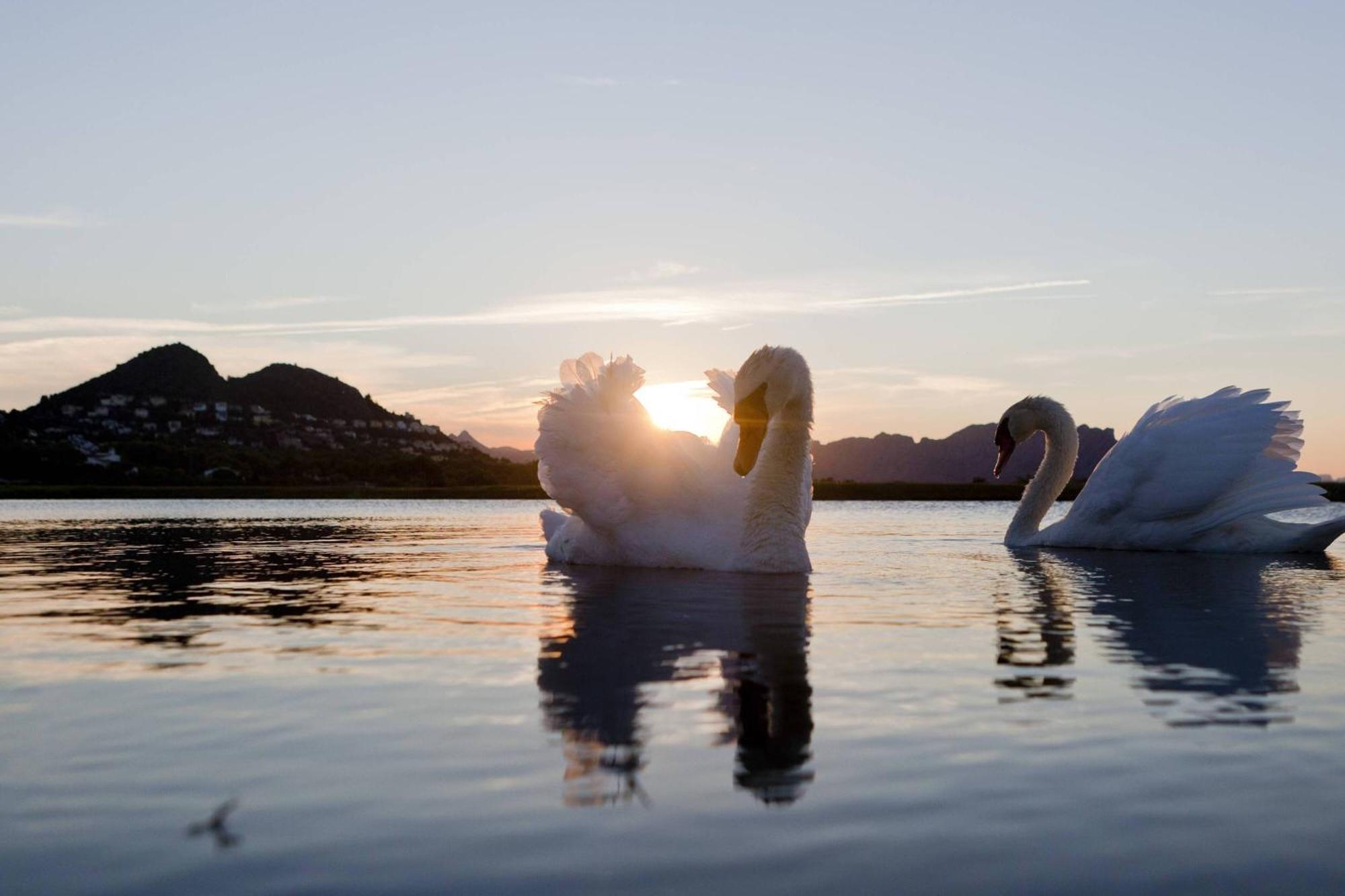 Denia Marriott La Sella Golf Resort & Spa Ngoại thất bức ảnh Mute swans on the lake